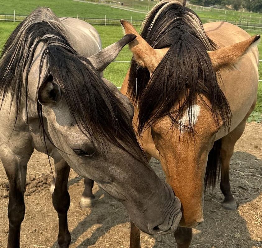 368673844_261281383332233_8303198858417514291_n-1