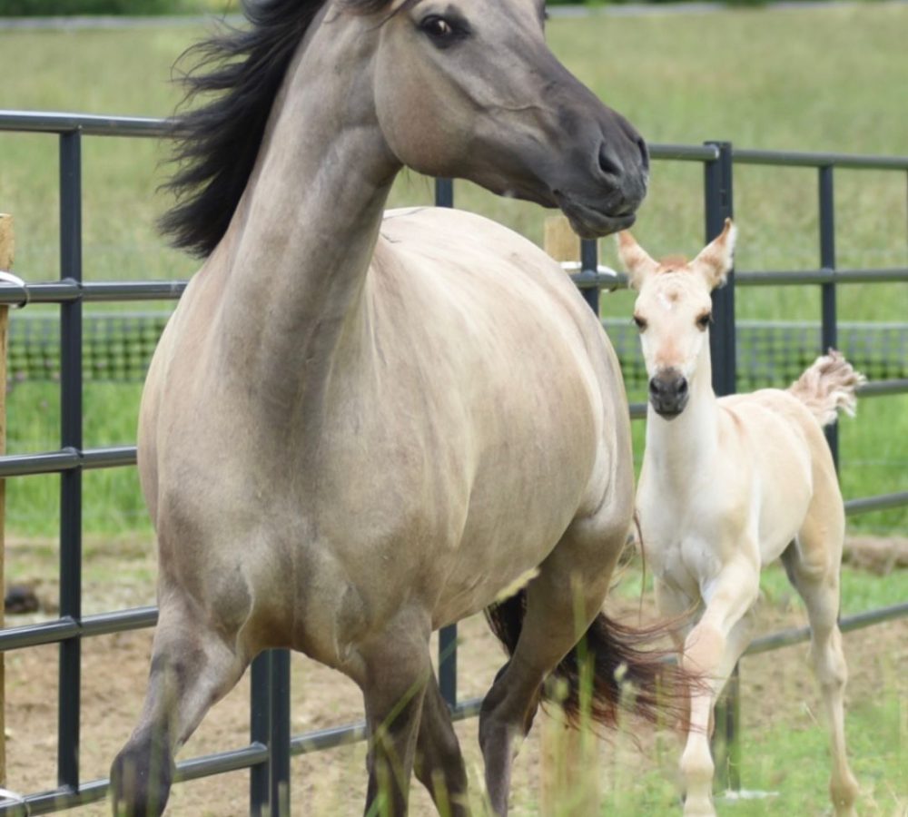 WhatsApp Image 2026-04-19 at 9.31.53 PM